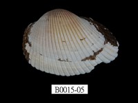 藏品(大毛蚶)的圖片